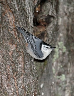 White-breasted Nuthatch - female