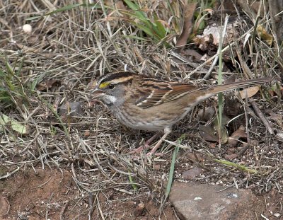 White-throated Sparrow