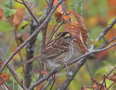 White-throated Sparrow