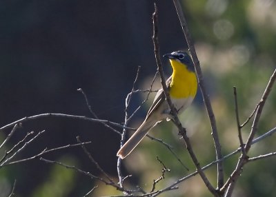 Yellow-bellied Chat