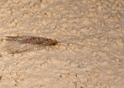 Lonely Lacewing  (Eremochrysa sp.)