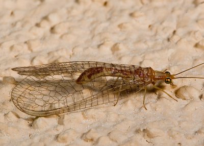 Lonely Lacewing  (Eremochrysa sp.)