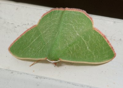 Emerald Moth (Dichorda sp.)