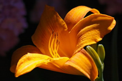 Sun Lily