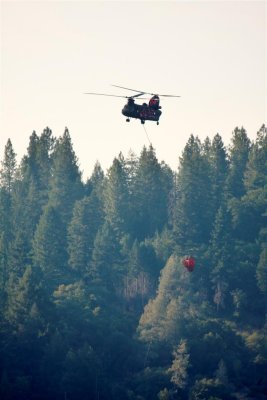 Chinook getting ready to fill the basket