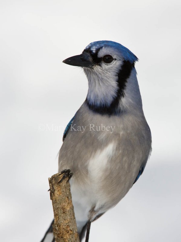 Blue Jay 0I9I0114.jpg