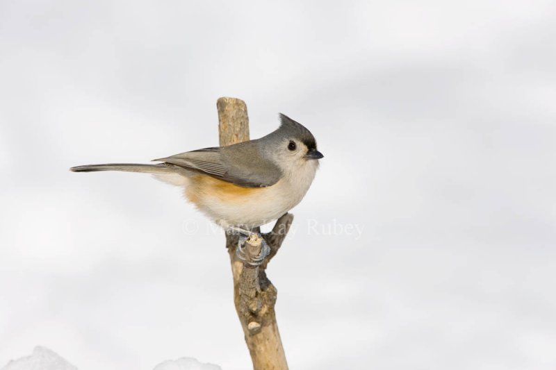 Tufted Titmouse 0I9I0149.jpg