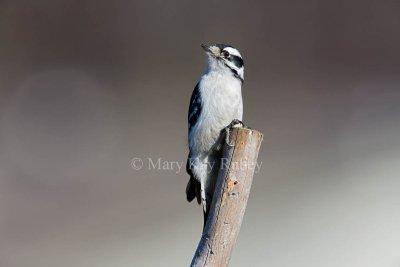 Downy Woodpecker female _11R0666.jpg