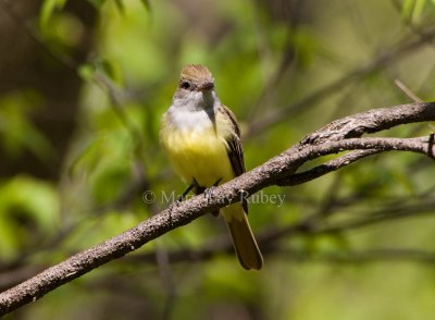 GREAT CRESTED FLYCATCHERS (Myiarchus crinitus)