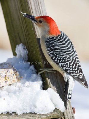 Red-bellied Woodpecker 0I9I8981.jpg