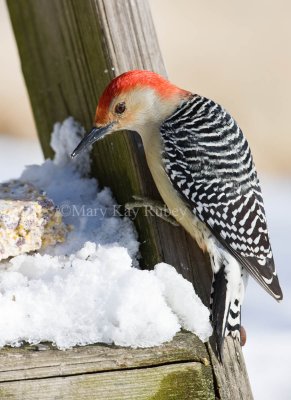 Red-bellied Woodpecker 0I9I8985.jpg