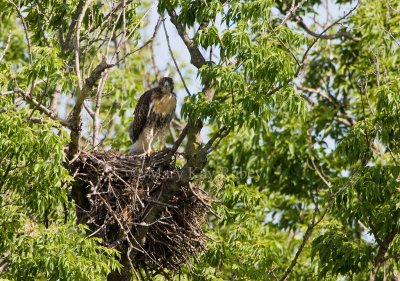 Red-tailed Hawk juv. at nest _I9I0681.jpg