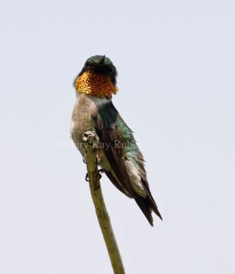 Ruby-throated Hummingbird _11R0715.jpg