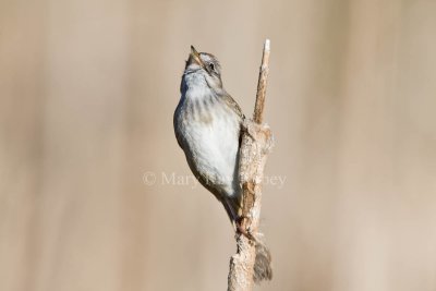 Swamp Sparrow _11R7732.jpg