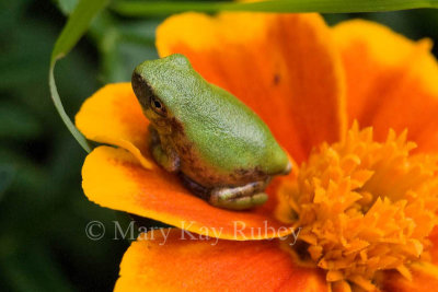 Gray Treefrog on marigold _I9I5839.jpg