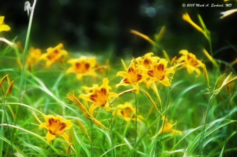 Daylillies
