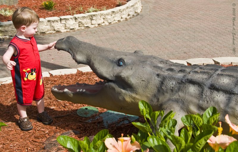 Eli Meets A Gator!
