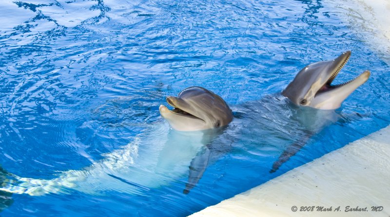 Two Dolphins