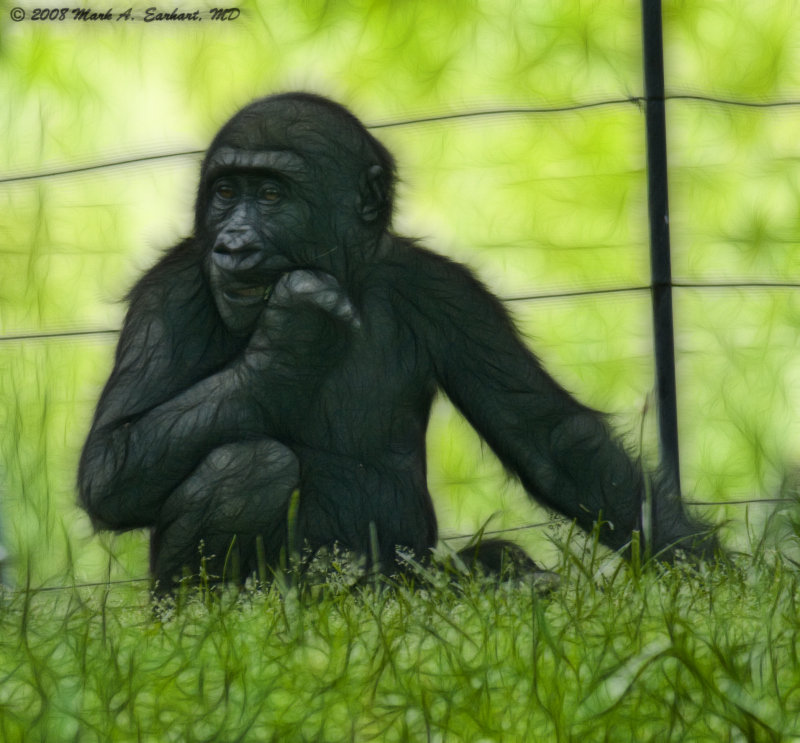 Baby Ape