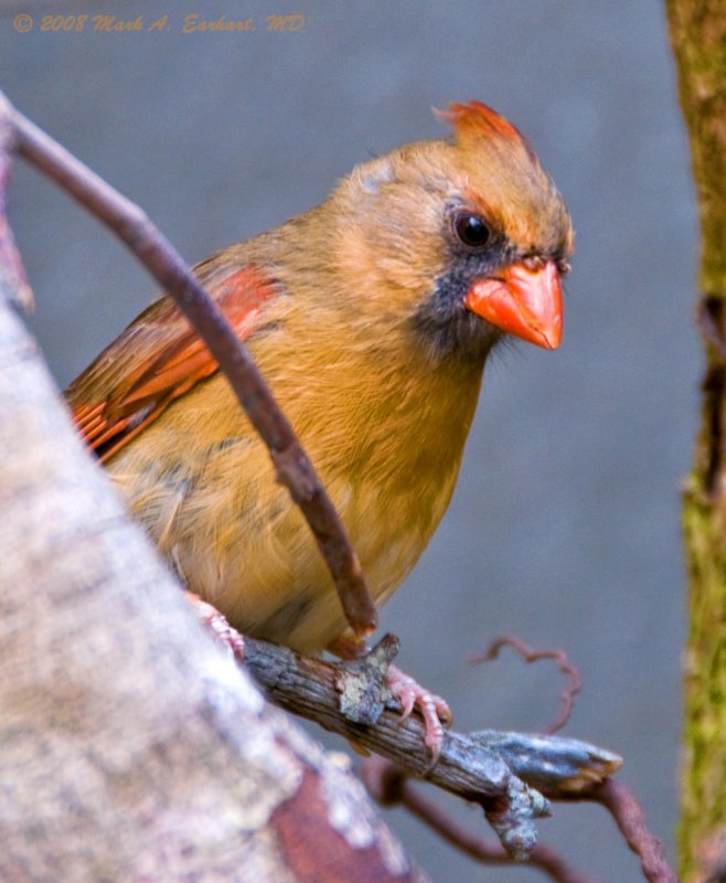 Female Cardinal