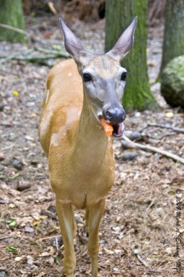Deer Eating A Carrot