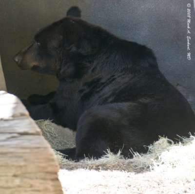 Black Bear