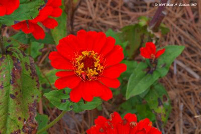 Red Petals, Brown Straw, Green Leaves