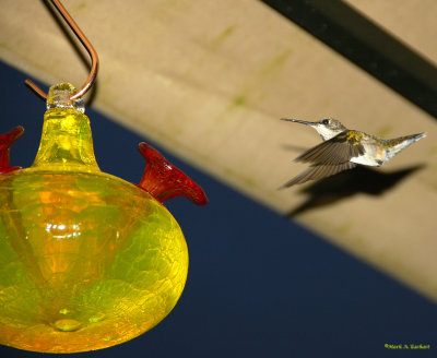 Hummingbird 201