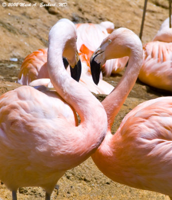 Two Flamingos