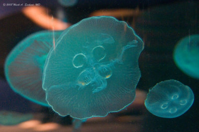 Jellies In A Tank