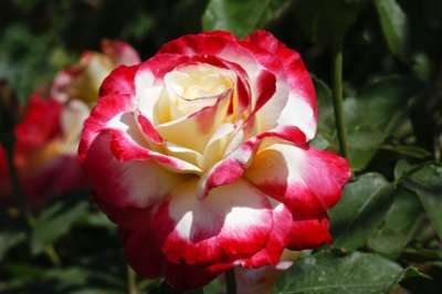 Gardens045.jpg
