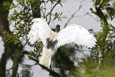 Wetland011.jpg
