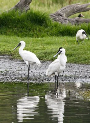 08_11_28 Wetlands Centre