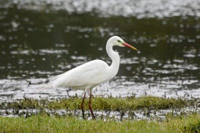 Wetland005.jpg