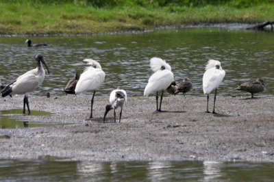 Wetland007.jpg