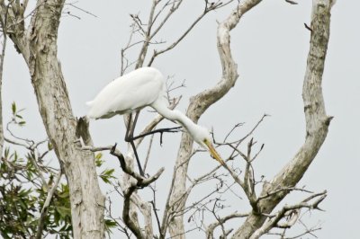 Wetland009.jpg