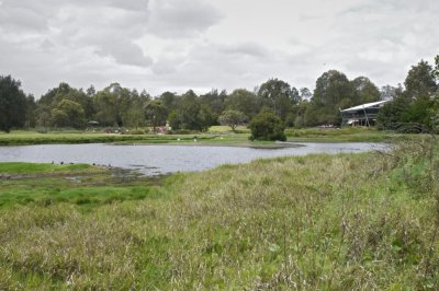 Wetland049.jpg
