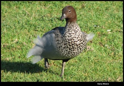 Duck at the Science Centre