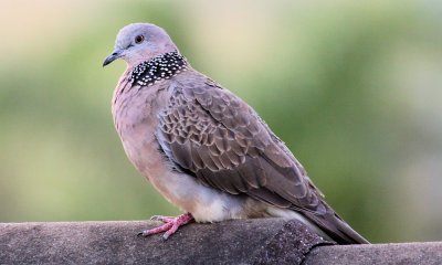 Spotted Turtle Dove