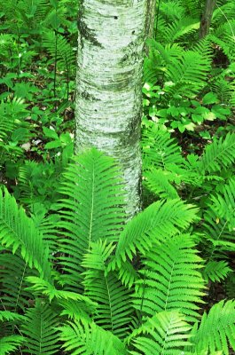 Birch and Ferns