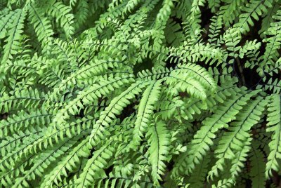 Ferns