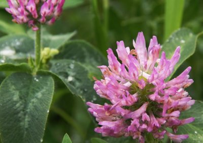 Clover I