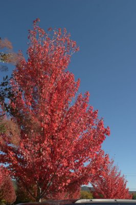 Sonoma County Harvest Fair