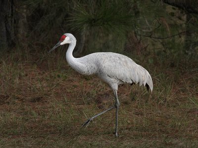 Sandhill Crane