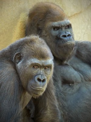 Gorillas: Heavily Cropped