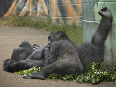Gorilla Motherhood - S.D. Zoo