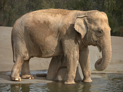 A Wading Elephant