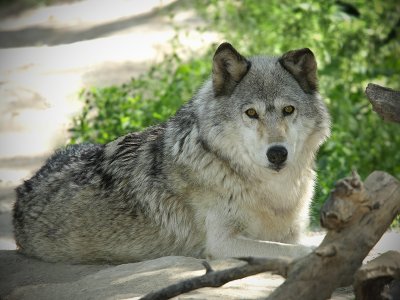 Wolf - Billings, Montana Zoo