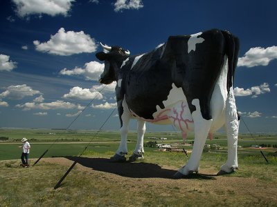 World's Largest Holstein Cow - New Salem, ND