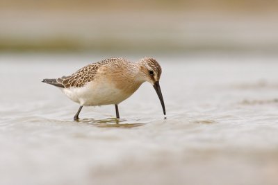 Krombekstrandloper (Calidris ferruginea)